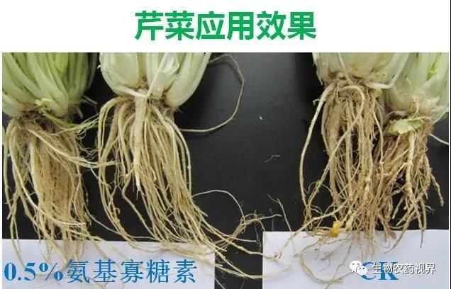 氨基寡糖素 - 植物的免疫衛(wèi)士，根結(jié)線蟲的克星